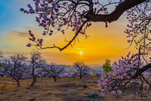 春暖花開,相約幸 杏 福 百里杏花廊道原創文藝作品大賽獲獎作品展示 二